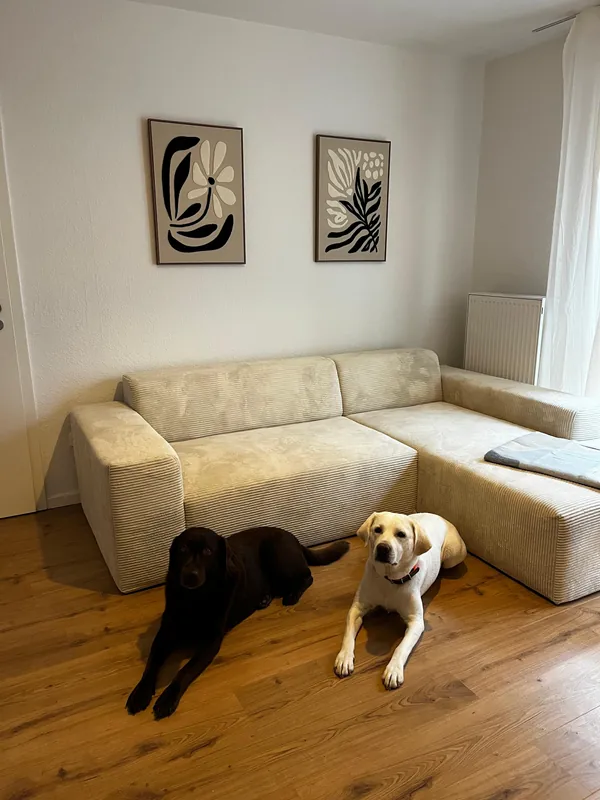 Zwei Hunde vor dem Sofa im Wohnbereich am gemeinsamen Standort von Makoa und Ohana