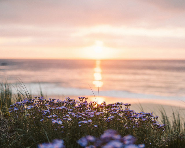 Blumen vor einem Sonnenuntergang am Meer