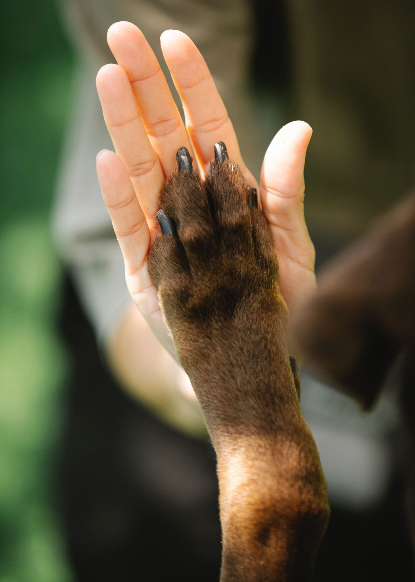 Eine Hand und eine Hundepfote berühren sich