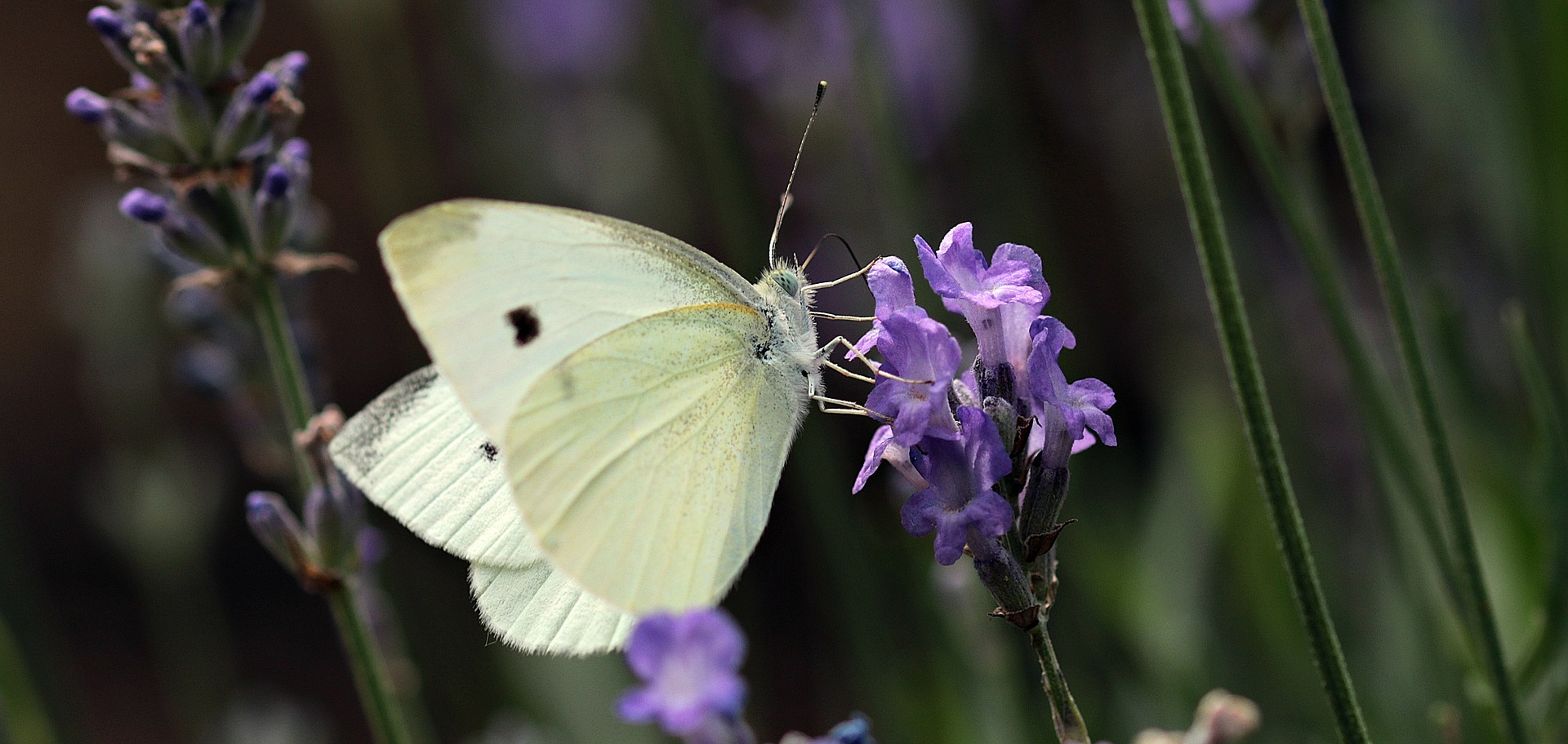 Ein Schmetterling auf einer Blüte