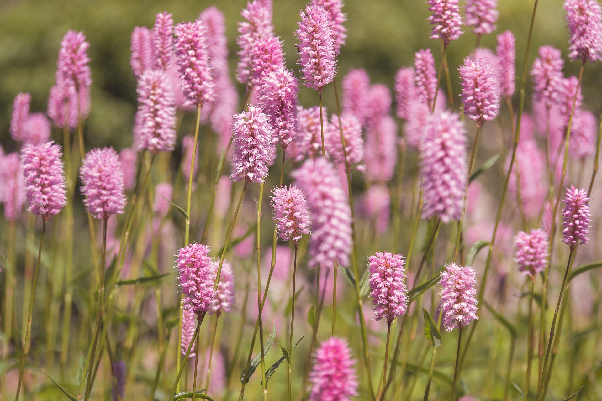 Eine Blumenwiese